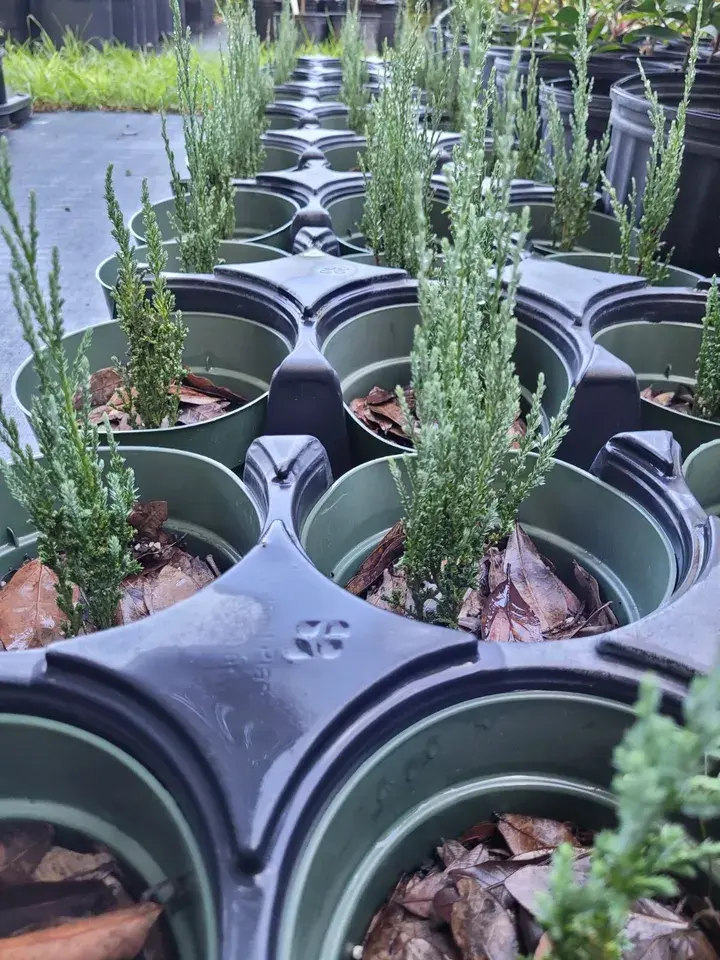 Skyrocket Juniper Juniperus Scopulorum