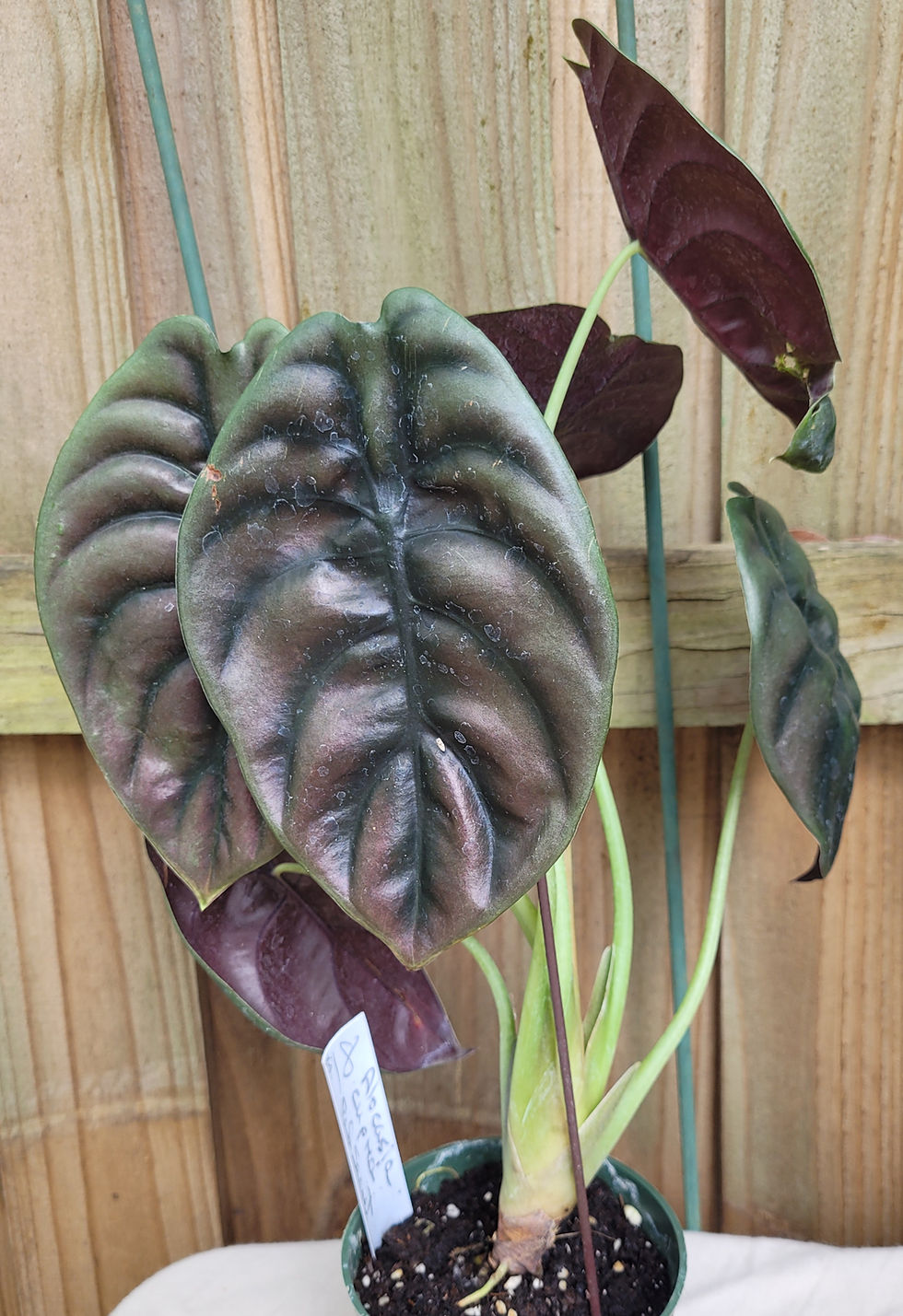 Thumbnail: Alocasia Cuprea Red Secret