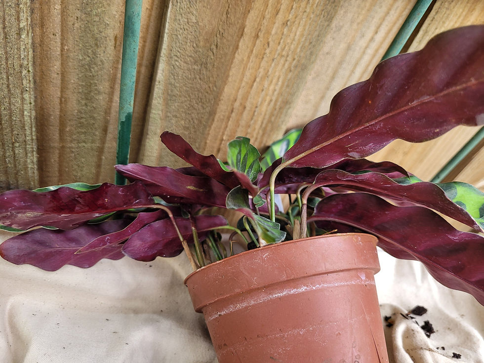 Thumbnail: Rattlesnake Plant Calathea Lancifolia