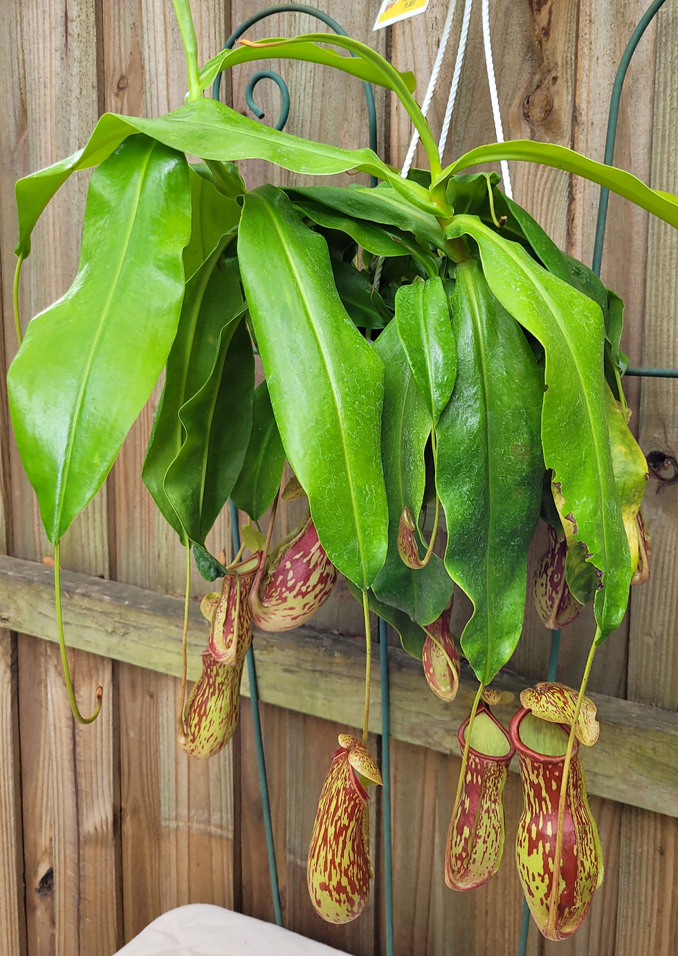Thumbnail: Pitcher Plant Nepenthes Alata