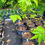 Thumbnail: Jamaican Cherry Muntingia Calabura