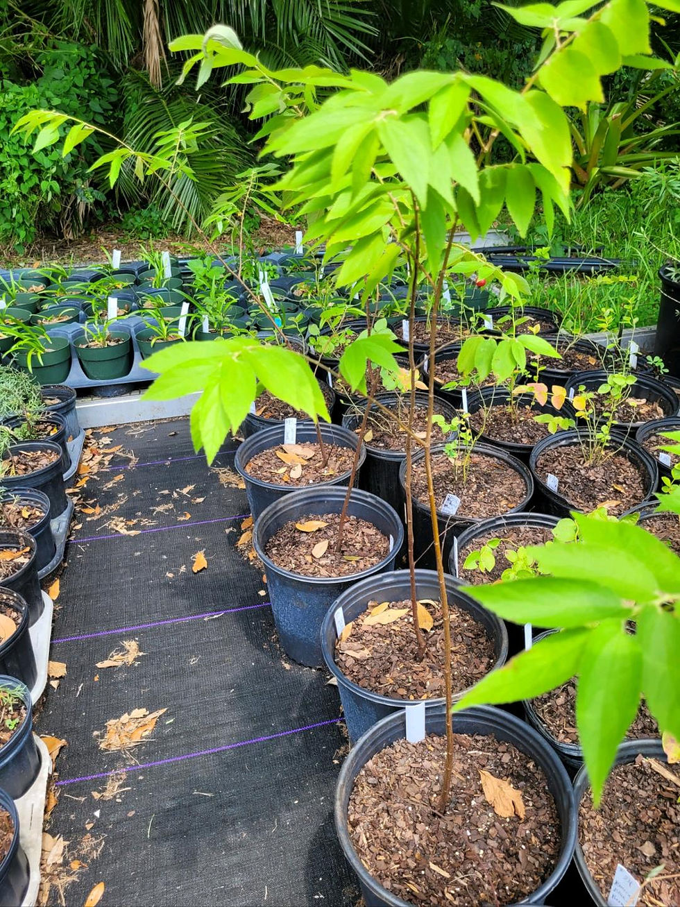Thumbnail: Jamaican Cherry Muntingia Calabura