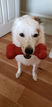 A Dog's Gratitude List