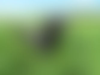 : 10 Wonderful Benefits of Using Natural Dog Care Products