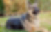 Dog Breed Who likes Raw Dog Food, German Sheppard 