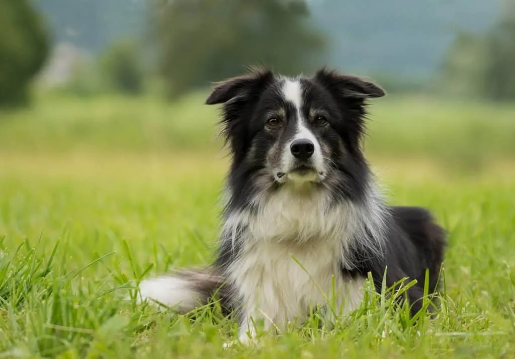 The Border Collie – Ultimate Breed Information Guide content media