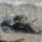 Project Limulus