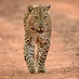 ケニアサファリ・ヒョウ.png