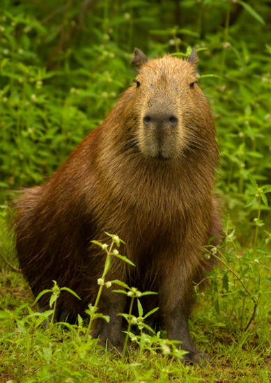カピバラ