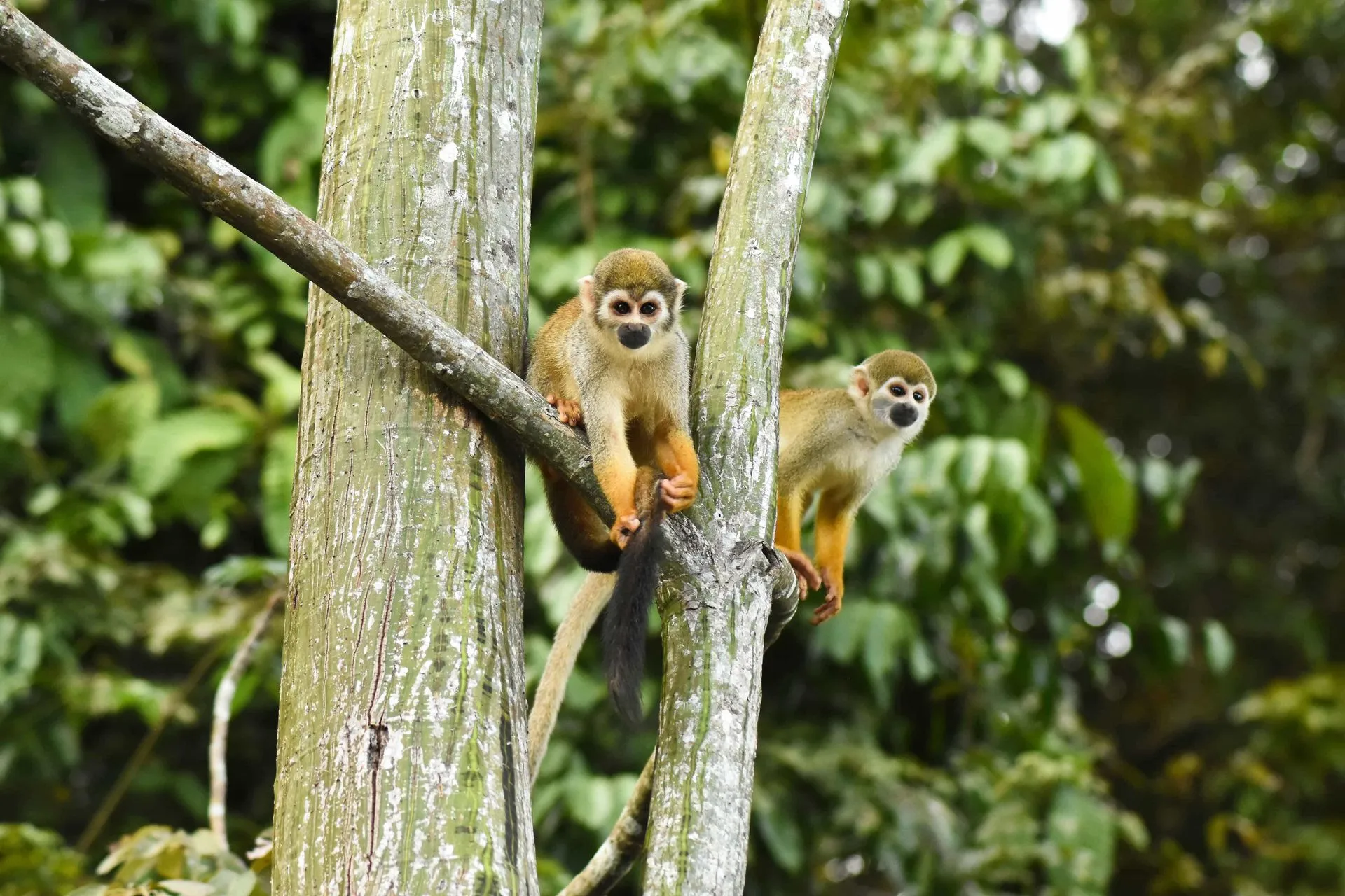  エボルソン・エコロッジ