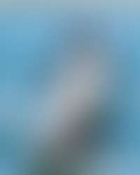 バルデス半島の動物