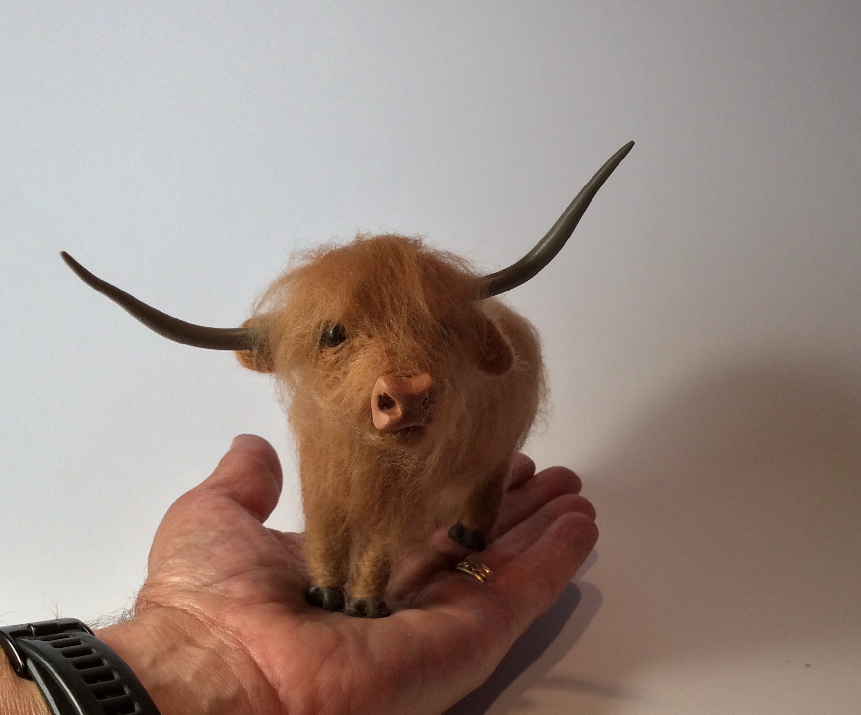 Highland Cow