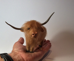 Highland Cow
