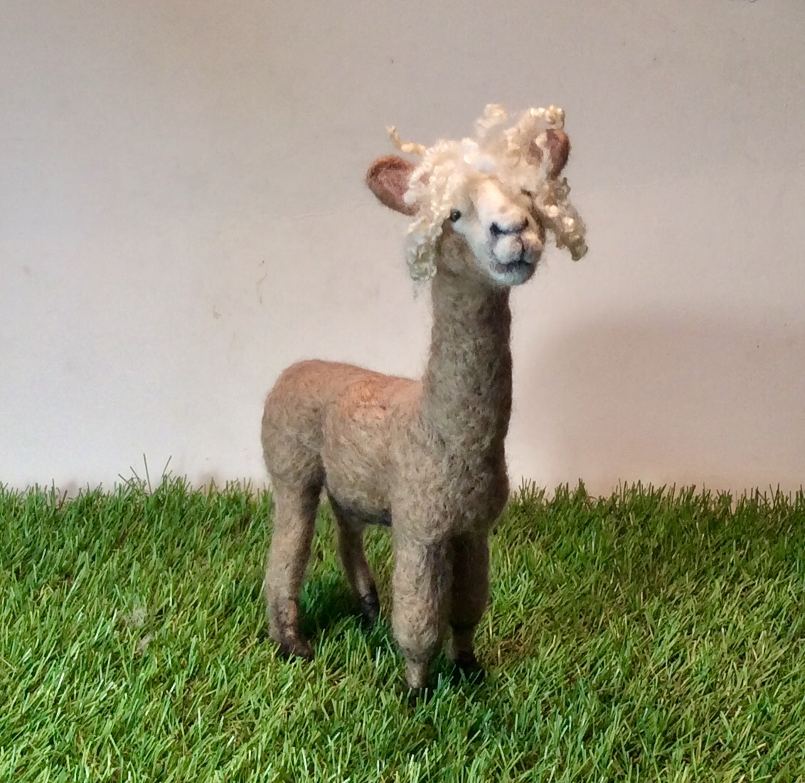 Alfie Alpaca