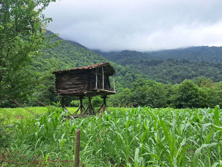 פרספקטיבה חדשה