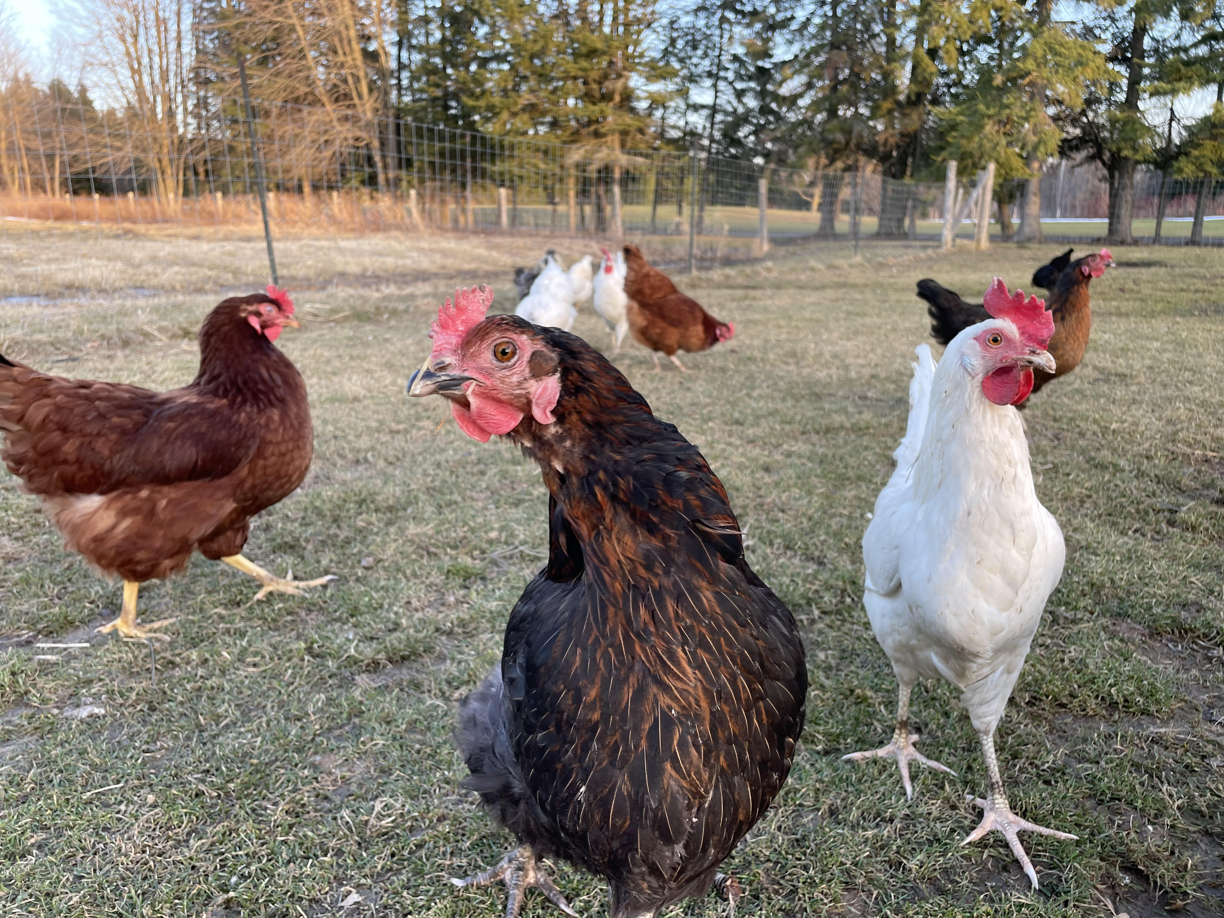 Arranged Food and Objects