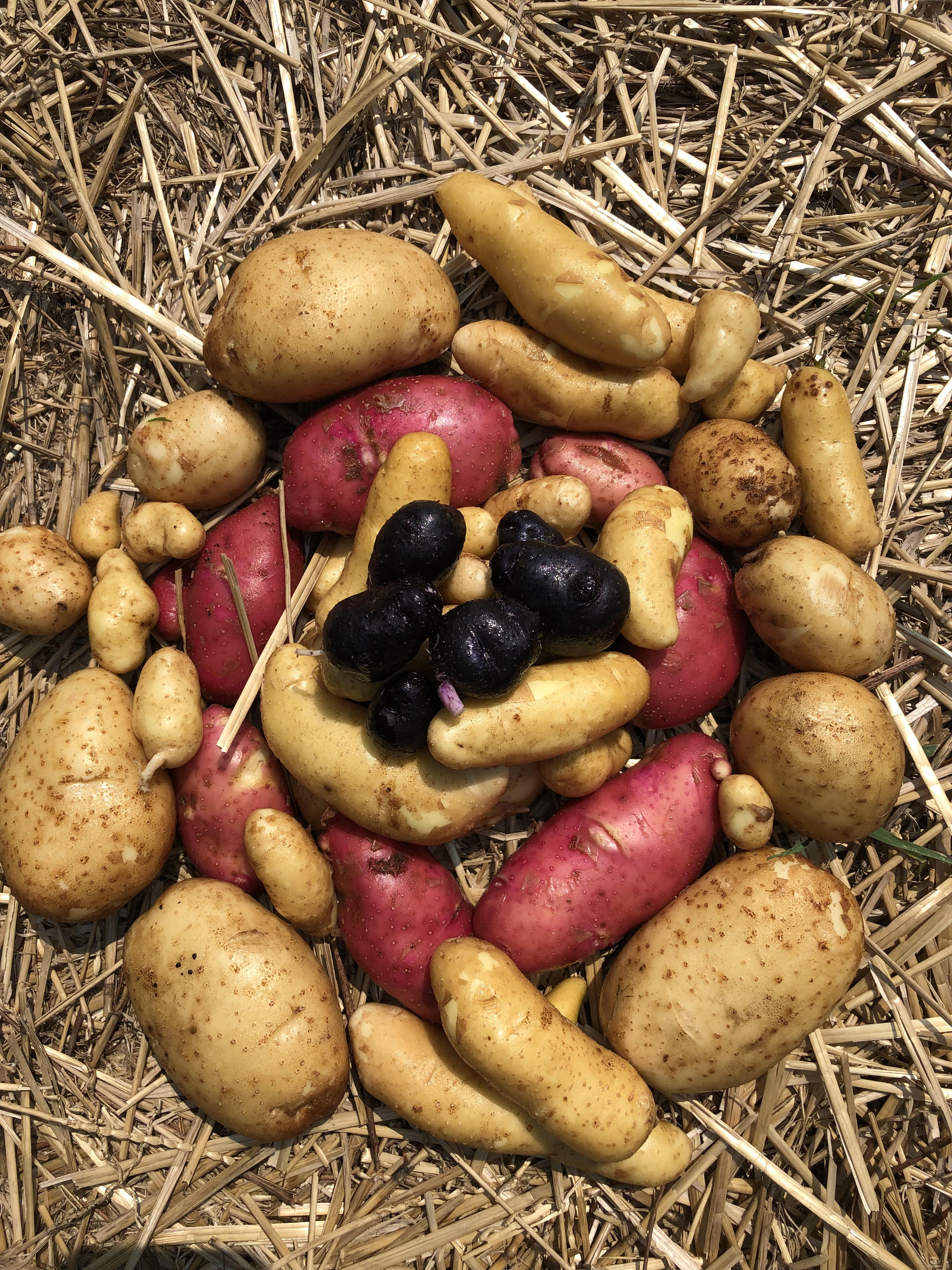 Arranged Food and Objects