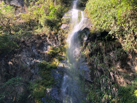 Green Lights - Volviendo a las raíces