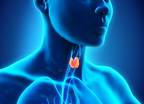 THYROID GLAND shutterstock_241151824.jpg