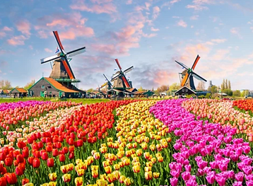 A picture of windmills in a field of flowers.
