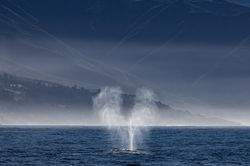 Gray_heart_blow_W5A8294