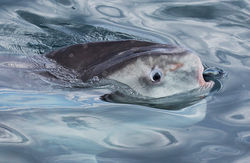 Mola_mola_velella_velella_BH6A9777crop