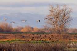 Sandhill_cranes_W5A6145