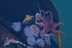 Octopus_Bryozoans_kelp_2W5A2001-Edit