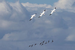 Geese_in_flight_W5A6496