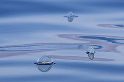 SailingOnPastelSeas_W5A6151-Edit