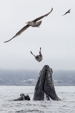 Lunge_feeding_2W5A9360