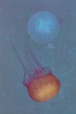 Jellies_3V2A8146-Edit