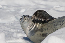 Weddell_seal_3V2A8600