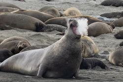 Southern_e-seal_2W5A5152