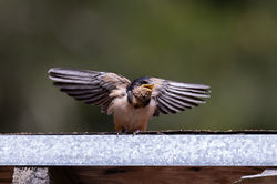 Barn_swallow_chick_begging_W5A7265