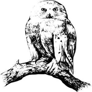 NATU32.png