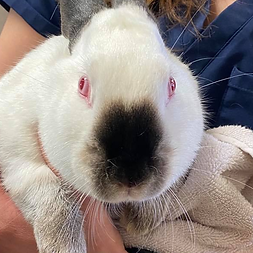 Colorado Valley Veterinary Services Columbus TX (1).png