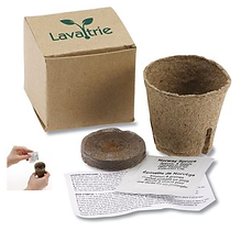Plant in a Recycled Box-C105370.png