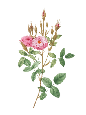POD Design Rose (30).png