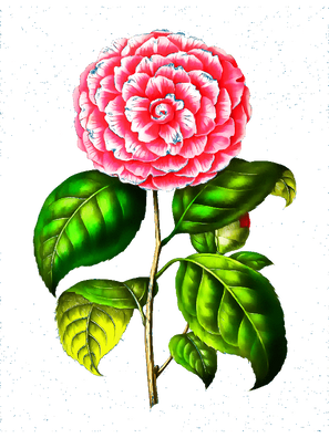 T-Shirt Designs Flowers (31).png