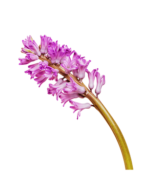 Flower T-Shirt Design (25).png