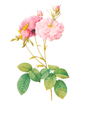 POD Design Rose (19).png