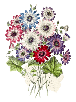 Flower T-Shirt Design-P(12).png
