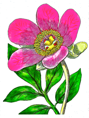 T-Shirt Designs Flowers (1).png
