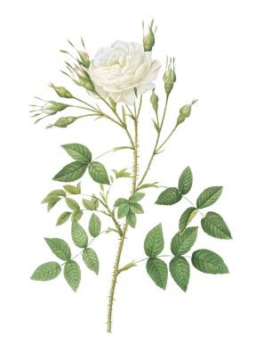 POD Design Rose (14).png