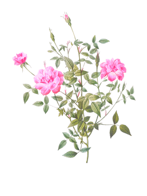 POD Design Rose (27).png