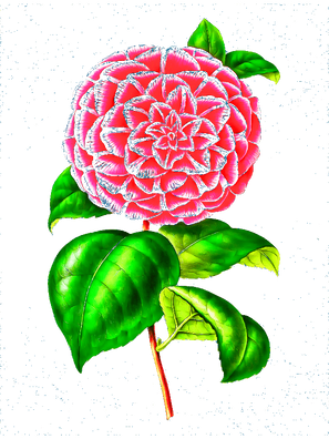 T-Shirt Designs Flowers (25).png