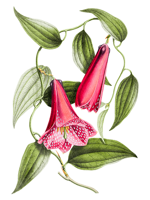 Flower T-Shirt Design-P(17).png