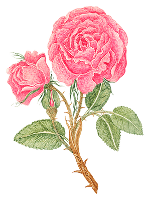 Flower T-Shirt Design-P(18).png