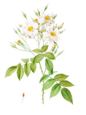 POD Design Rose (10).png